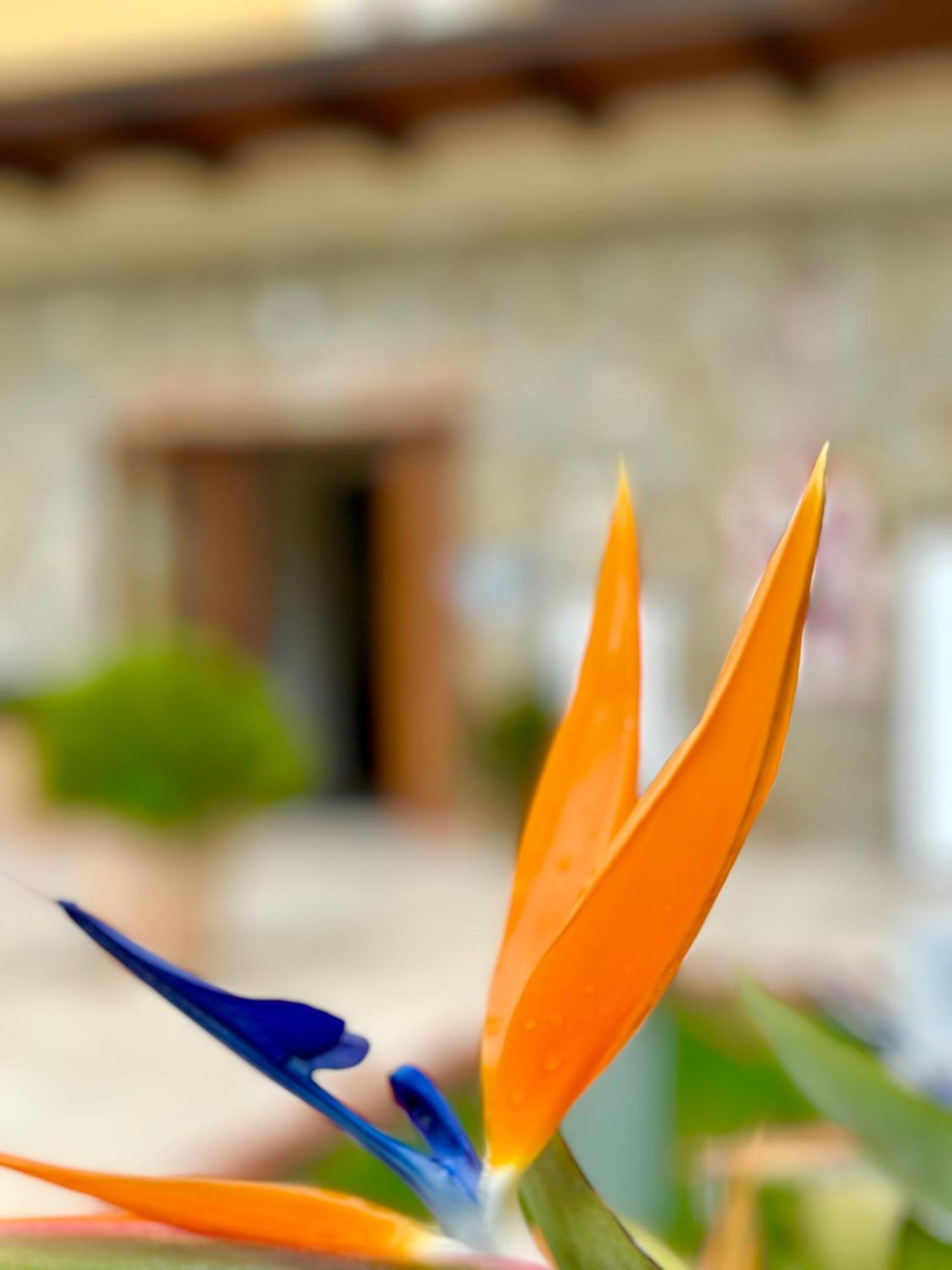 Casale Degli Ulivi Resort Pellare Exterior foto